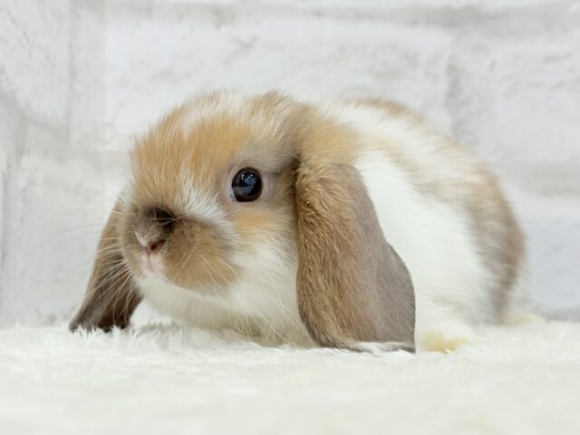 ホーランドロップ