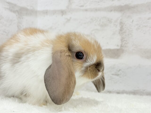 ホーランドロップ