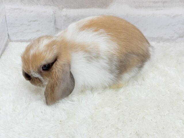 ホーランドロップ