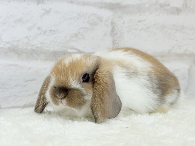 ホーランドロップ