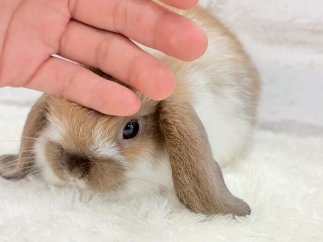 ホーランドロップ