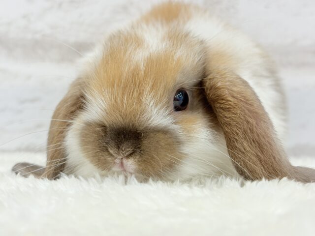 ホーランドロップ