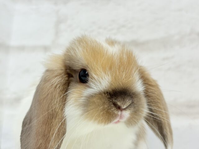 ホーランドロップ