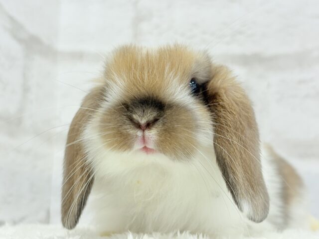 ホーランドロップ