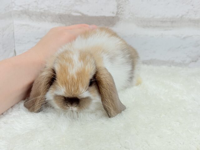 ホーランドロップ