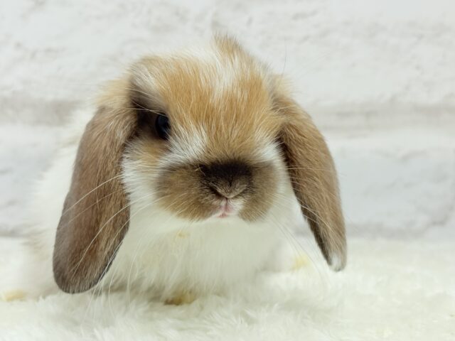 ホーランドロップ