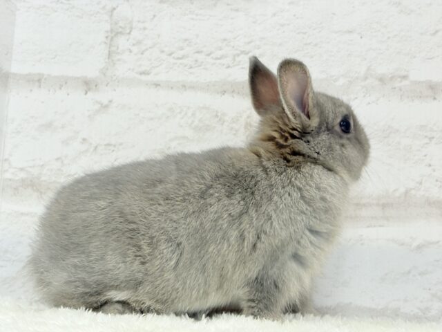 ネザーランドドワーフ