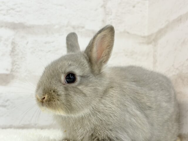 ネザーランドドワーフ