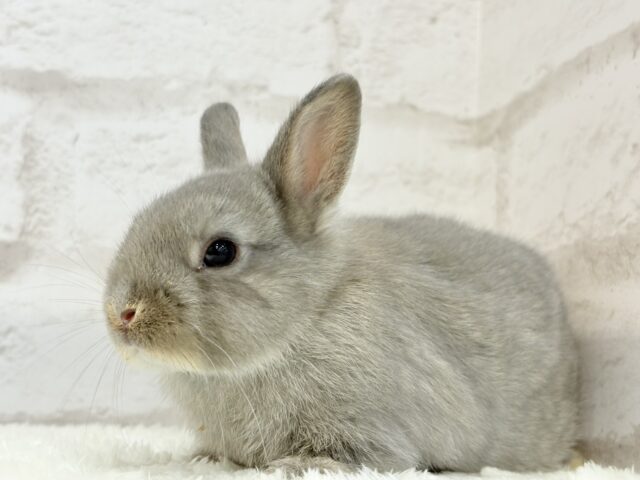 ネザーランドドワーフ