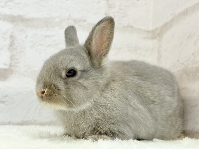 ネザーランドドワーフ