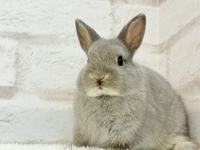 ネザーランドドワーフ