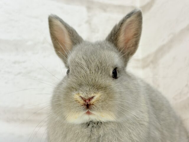 ネザーランドドワーフ