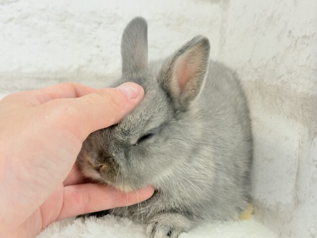 ネザーランドドワーフ