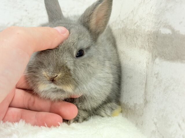 ネザーランドドワーフ