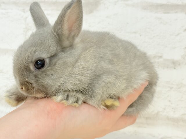 ネザーランドドワーフ