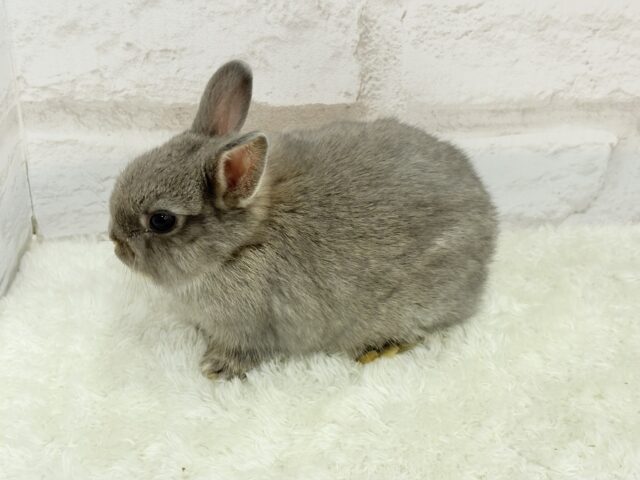 ネザーランドドワーフ