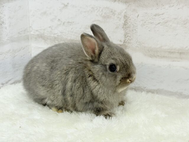 ネザーランドドワーフ