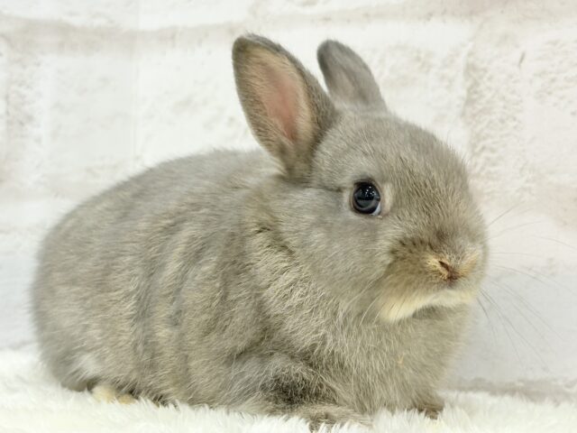 ネザーランドドワーフ