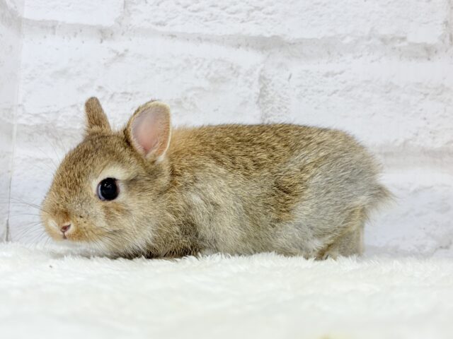 ネザーランドドワーフ