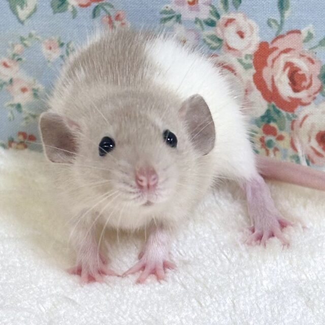 ファンシーラット 白×ベージュ 🏷🤎🐁⋆✦