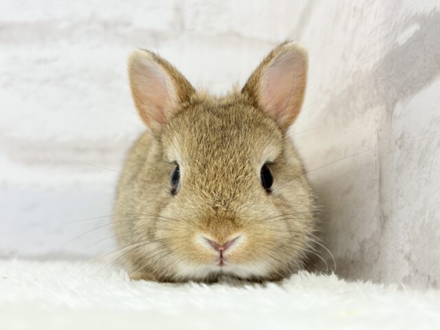 ネザーランドドワーフ