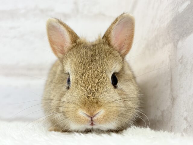 ネザーランドドワーフ