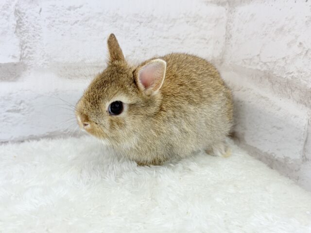 ネザーランドドワーフ