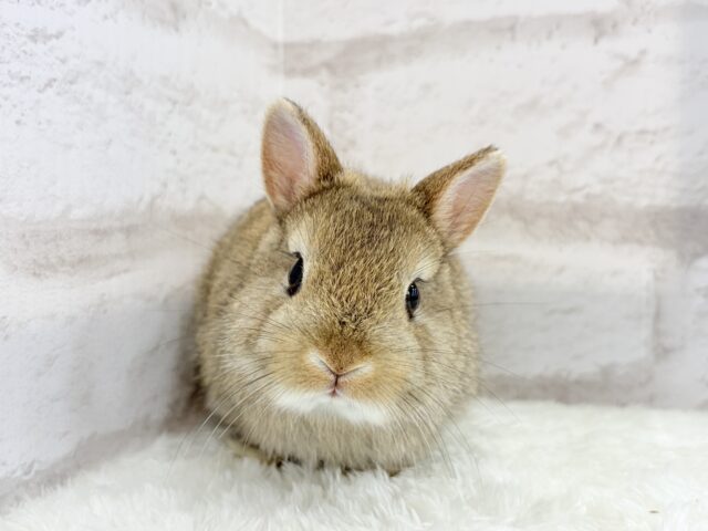 ネザーランドドワーフ