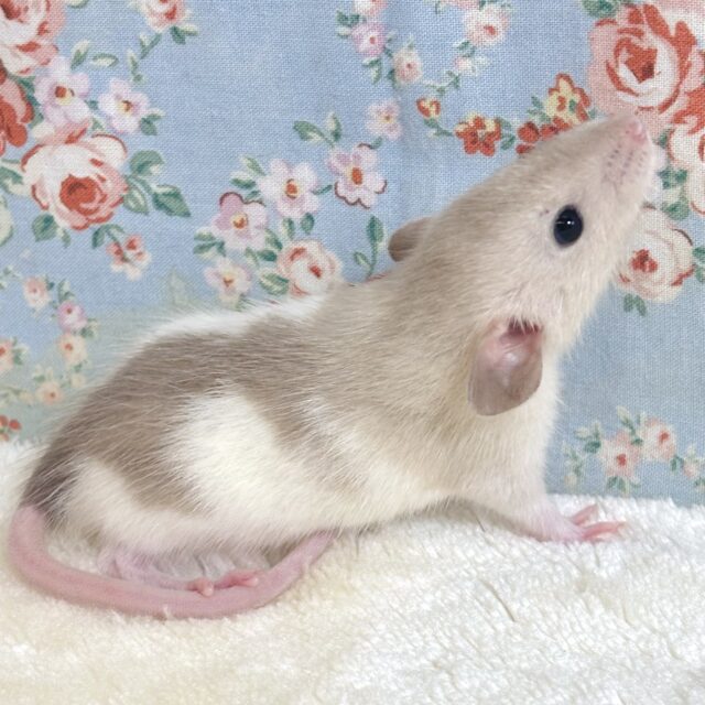 ファンシーラット