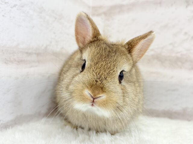 ネザーランドドワーフ