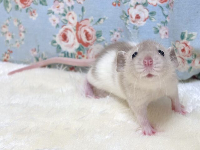 ファンシーラット