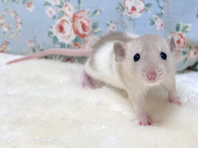 ファンシーラット