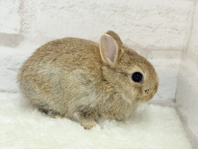 ネザーランドドワーフ