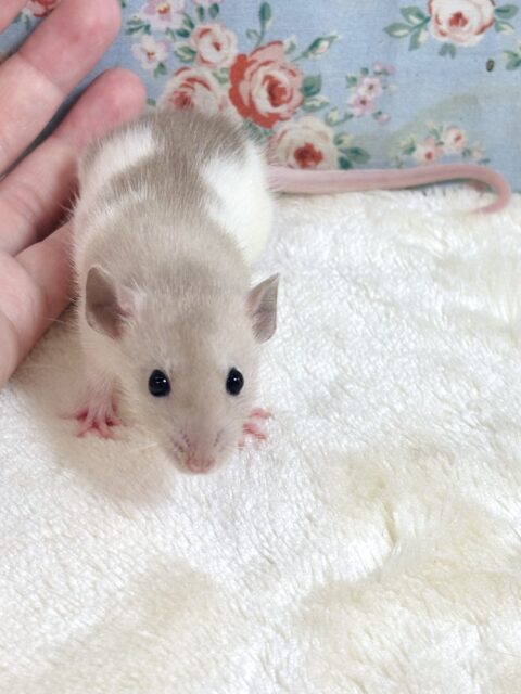 ファンシーラット