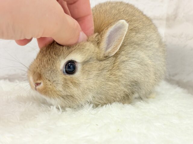 ネザーランドドワーフ