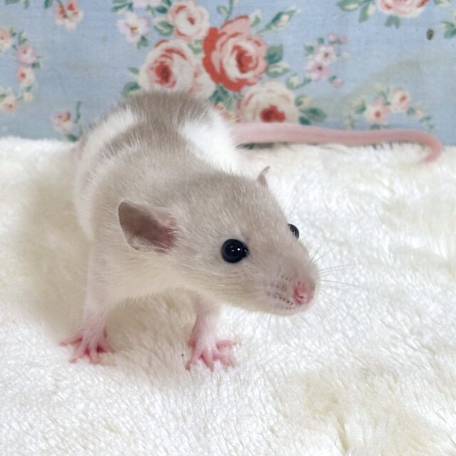 ファンシーラット