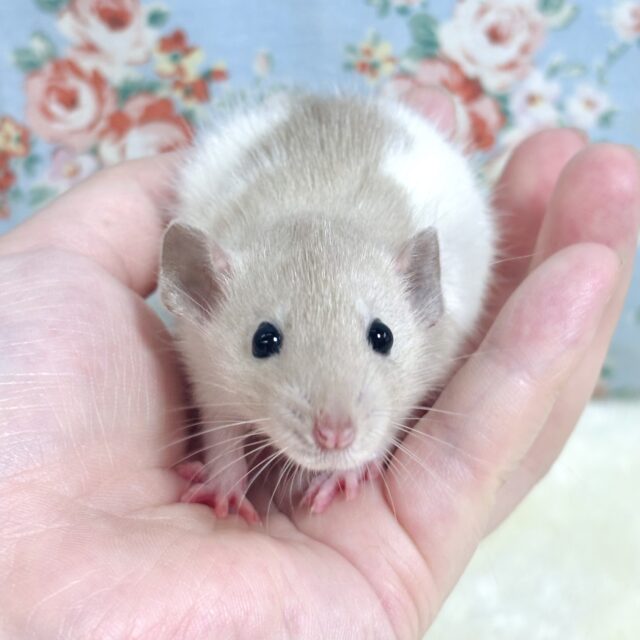 ファンシーラット