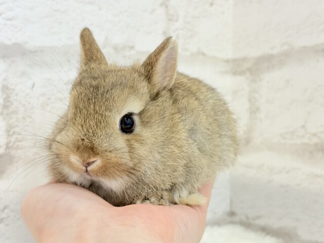 ネザーランドドワーフ