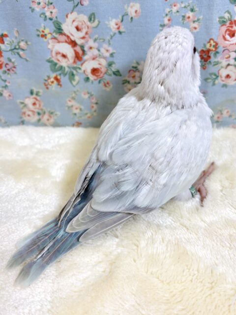オキナインコ