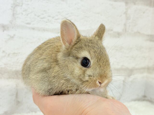 ネザーランドドワーフ