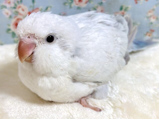 オキナインコ