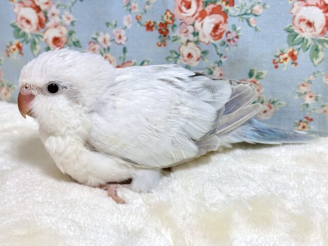 オキナインコ