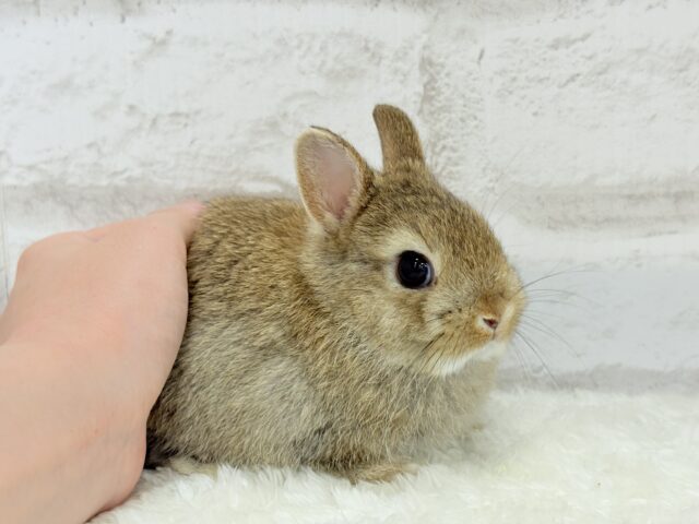 ネザーランドドワーフ