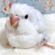 オキナインコ  ブルーパリッドオパーリンイノ  ‎🤍️🩵𓂃🫧‪