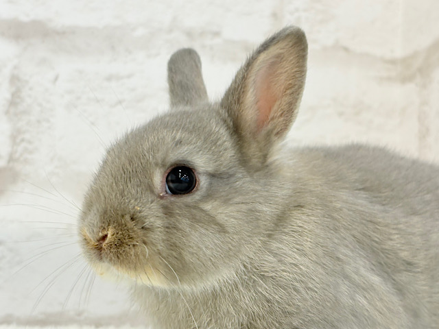 最新画像になります☆　むちむちころころ♡ネザーランドドワーフ(オパール) 女の子