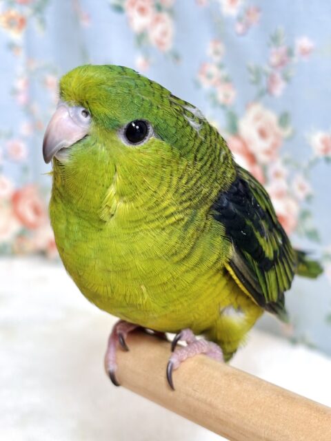 サザナミインコ ノーマルグリーン 🍀📗✧*｡