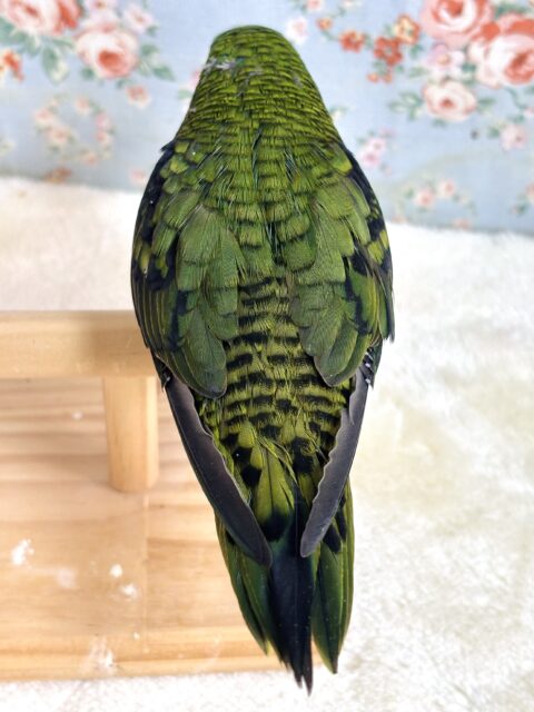 サザナミインコ