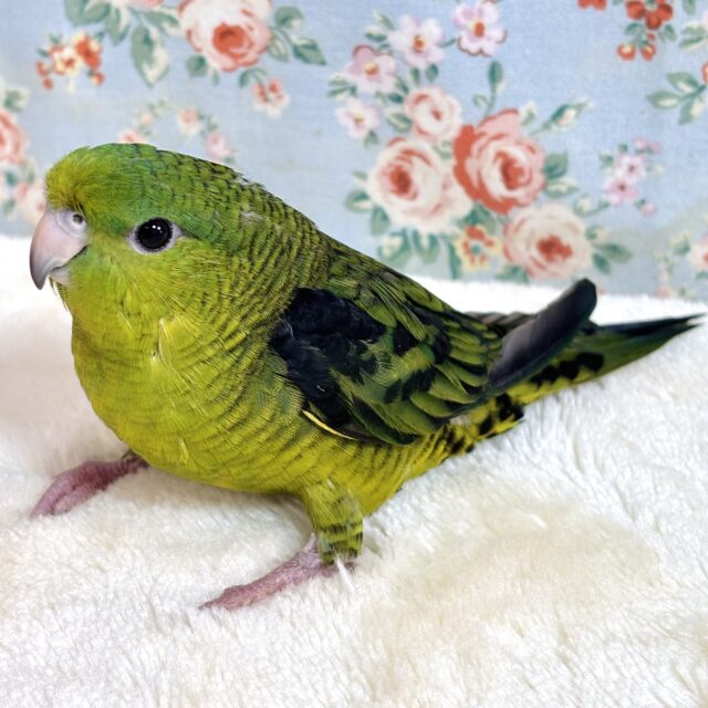 サザナミインコ