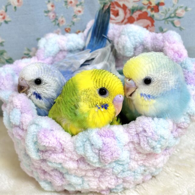 セキセイちゃん3羽集合です！🔆｡°