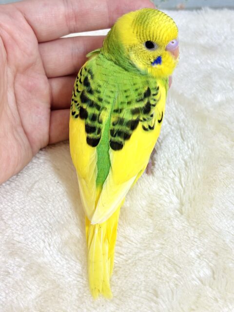 セキセイインコ